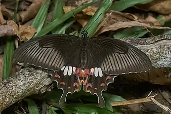 Dorsal view (female, form stichius)