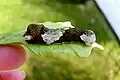 P. rumiko caterpillar on lemon leaf