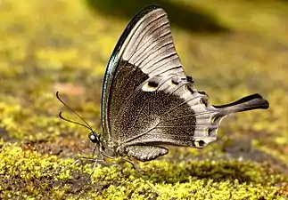 Ventral view