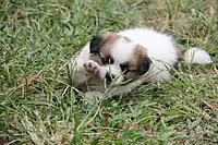 A Papillon puppy.