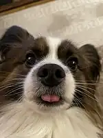 A Papillon doing blep.