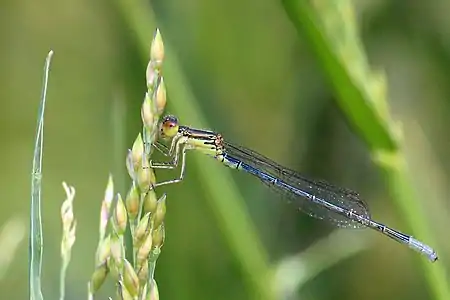 Male (sub-adult), showing all marks