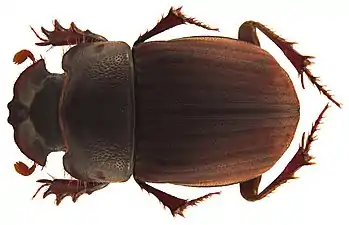 C. punctulatus Wiedemann, 1823