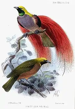 Image 21Male Goldie's bird-of-paradise displays to a female (from Animal coloration)