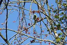 Parakeet in Gosforth colony, Newcastle, April 2021 (Photo: Nick Megoran, [[User:Nnsm2]])