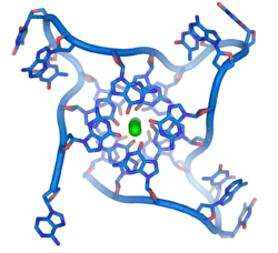 A hypothetical quadruplex of guanine-rich DNA structures that may be involved in cancers.