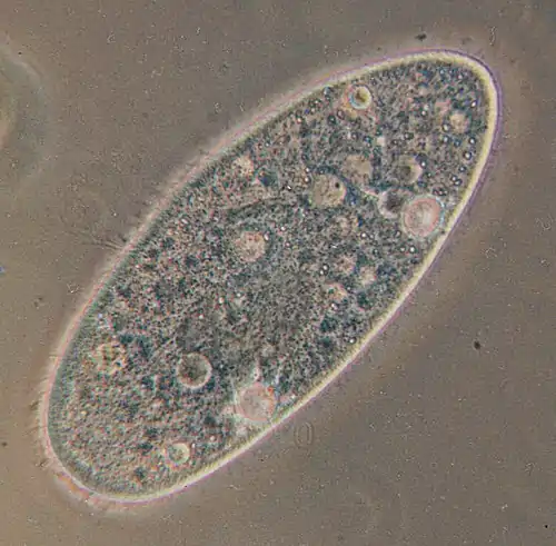 "Paramecium aurelia"