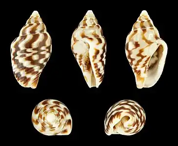 Parametaria philippinarum