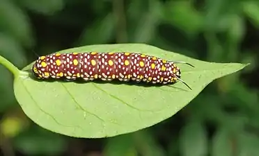 Larva