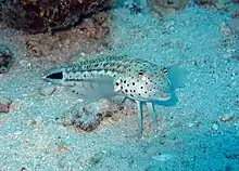 A speckled sand perch perched on coral sand