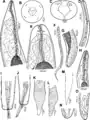 Philometra protonibeae