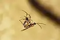 Zatypota albicoxa depositing egg on a spider