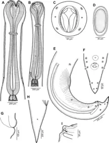 Cucullanus austropacificus  (Nematoda, Cucullanidae)