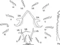 Enterogyrus coronatus, sclerotised parts