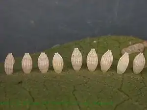 Eggs