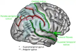 Superior parietal lobule is labeled at upper left.