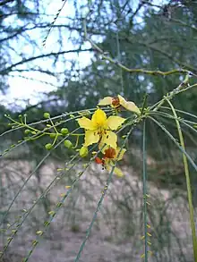 Palo de rayo(Parkinsonia aculeata)