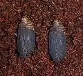 Pupae