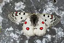 Image 5The alpine Apollo butterfly has adapted to alpine conditions. (from Alps)