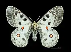 Mountain Apollo(Parnassius apollo)tribe Parnassiini