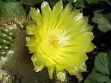 The flower of Parodia leninghausii