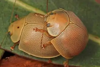 Paropsisterna crocata