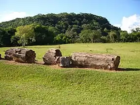 Petrified wood in the Paleobotanic Park