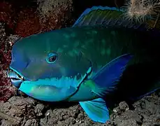 A Parrotfish is a large, dark blue fish with a light blue underbelly and a protruding forehead