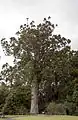 The McKinney kauri tree, one of the oldest kauri trees in the Auckland Region