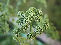 Immature seeds