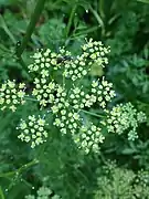 Bee pollinator on parsley Petroselinum crispum flower