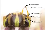 Parts of an Antelope horns pollinarium's