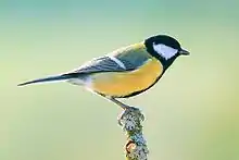  Great tit with strongly yellow sides perched on twig