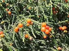 The Christmas-berry Plant, a Cape Flats Dune Strandveld plant.