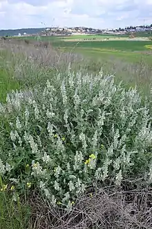 Dominican sage (Salvia dominica) and Neve Michael in background