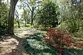 Azaleas in bloom