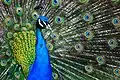 Indian Peafowl