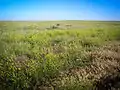 Uninterrupted prairie