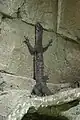 Varanus jobiensis on wall