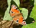 Peacock butterfly, Aglais io