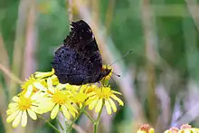 Underside