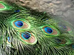 Image 5The brilliant iridescent colours of the peacock's tail feathers are created by Structural coloration. (from Animal coloration)