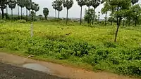 Peacocks in PoovankurichI