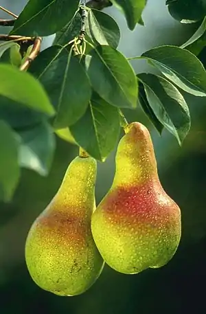 European Pear