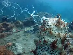 Sperm release during a mass spawning event on the island of Koh Tao, Thailand