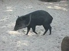 Peccary