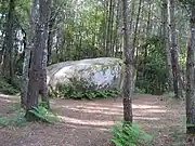 Large stone in a pine forest