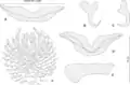 P. sulamericanus from Hyporthodus haifensis
