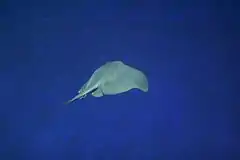 view from behind of a blue-green stingray swimming