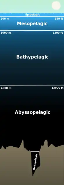 Image 37Scale diagram of the layers of the pelagic zone (from Pelagic fish)